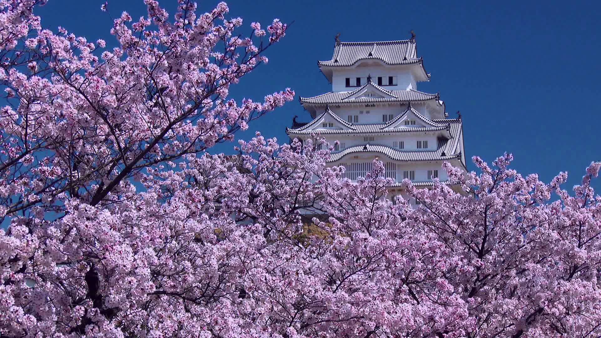 姫路城 白鷺城 はいつまで白い 写真 画像 こもれびトレンドニュース