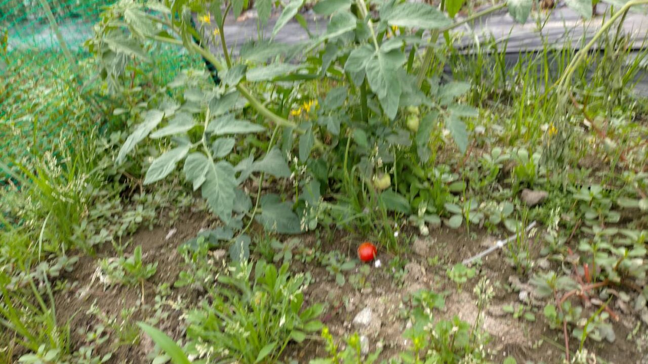 尿力学検査はどのように行われるのですか?